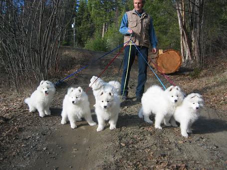 Musher-Ausflug 8,5 weeks Musher-Ausflug 8,5 weeks