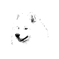 SAMOYED
