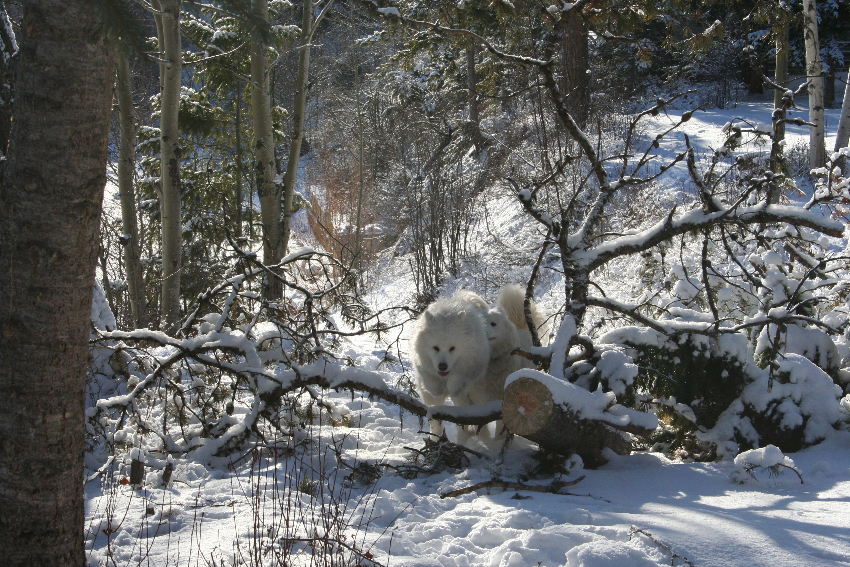 Schneebilder 029
