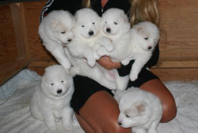 alle pups 3 weeks old