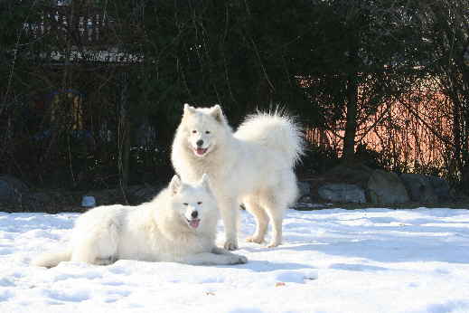3 puppies in the yard 044
