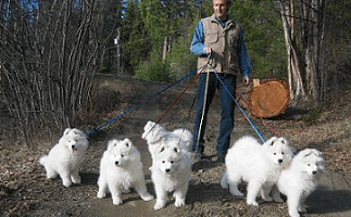 A-litter