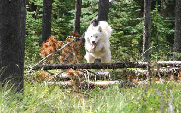 Canada Summer 2006 5 045