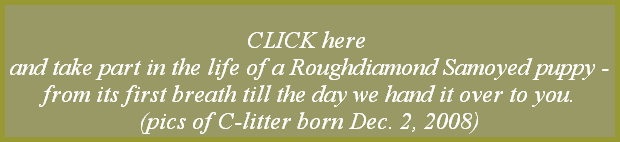 CLICK here 
and take part in the life of a Roughdiamond Samoyed puppy -
from its first breath till the day we hand it over to you.
(pics of C-litter born Dec. 2, 2008)