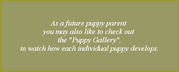 As a future puppy parent 
you may also like to check out 
the 
