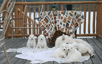 alle puppies B-Wurf vk