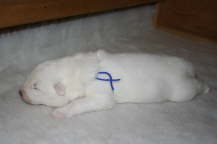 1 week old: Blue boy