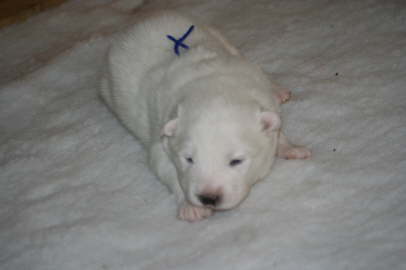 Blue boy couldn't wait any longer....and opend his eyes at the age of 11 days.
