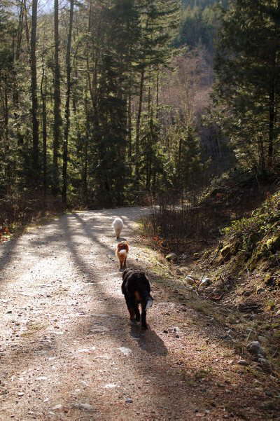 That's a real dog life ;-)