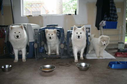 13 weeks Dolce and the pack 002