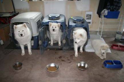 13 weeks Dolce and the pack 003