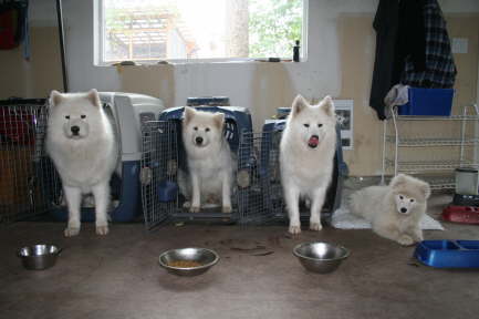 13 weeks Dolce and the pack 004