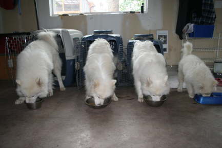13 weeks Dolce and the pack 006