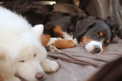 Tuckered out, but happy!