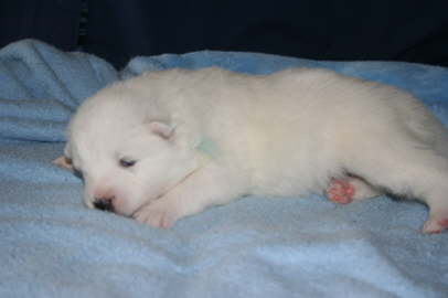 15 days old 