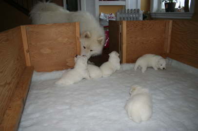 Magnum is checking at his babies.