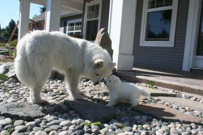 Ayla is taking Blue boy for this first out door adventure!