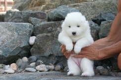 3 weeks old