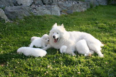 Ayla plays with the puppies.