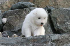 3 weeks old
