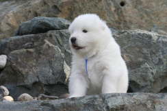 3 weeks old
