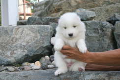 3 weeks old