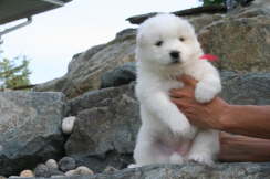 3 weeks old