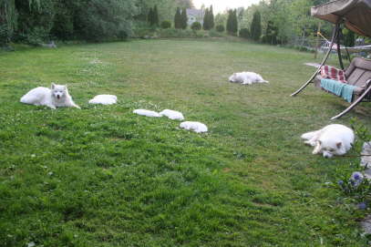 The little guys surround by the elders ;-)