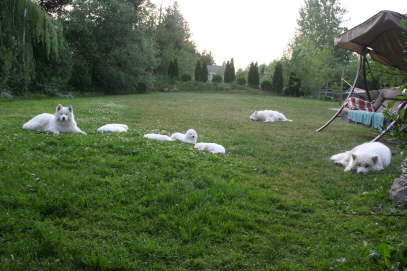 26th day - alle puppies 004
