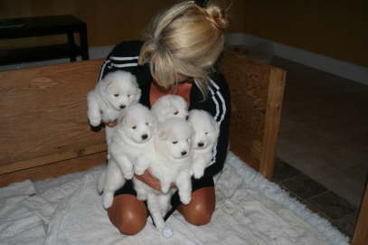 26th day - alle puppies 020