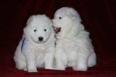 26th day "Listen buddy, just look nice and we are done quickly."
