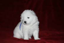 3 weeks old: blue boy