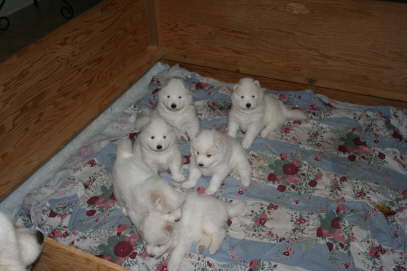 28th day - Duschka is checking whether the babies are all right all by themselves.