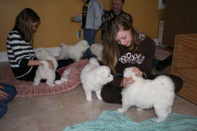 31th - The puppies meet a future puppy family.