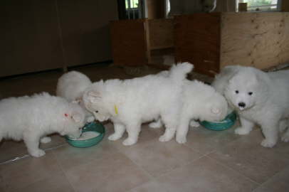 First additional milk meal for the little guys