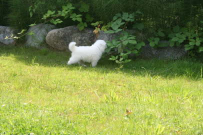 Bo is checking out the blackberries.