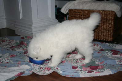 A nice bowl of ground beef for Mr. Blue. Yummy