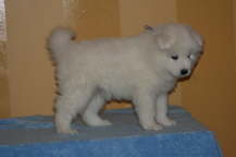 5 weeks: blue boy