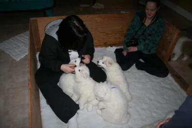 40th day - Shandess and Stephanie...another day in the whelping box ;-) :-) 