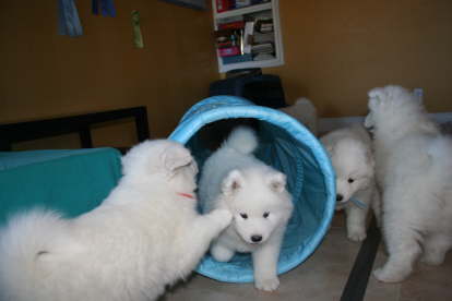 Thank you in the name of the puppies for that great tunnel!