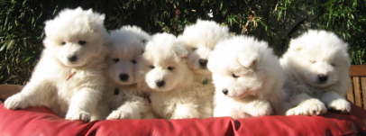 6 süsse Puppen  6 Wochen alt