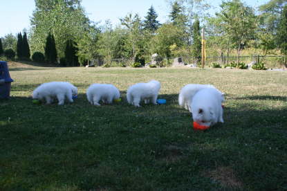 6 weeks old pups - having another picnic