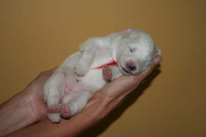 7 days old beauty