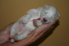 1 week old