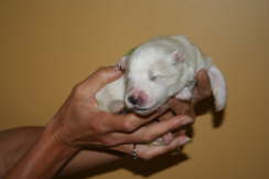 1 week old