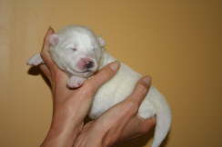 1 week old