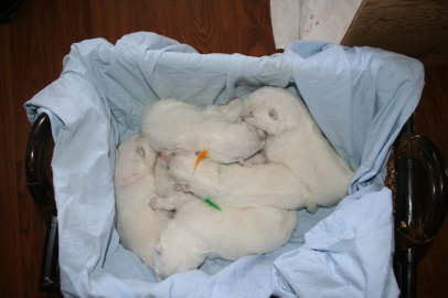 1 week old