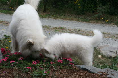 8 weeks 022