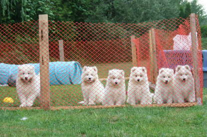 8 weeks old