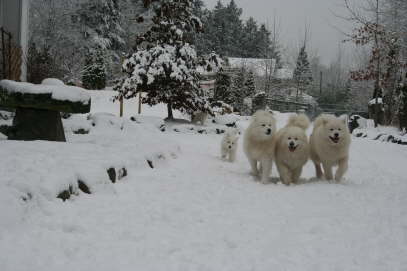 Here they come......